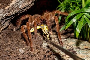 Die größte Spinne der Welt: die Riesenvogelspinne (Theraphosa blondi)